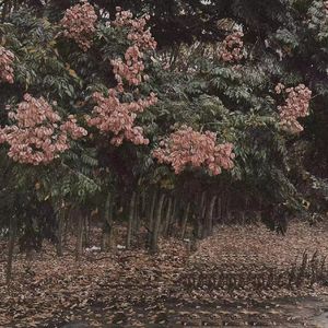 优娜封神三部曲是哪三部
